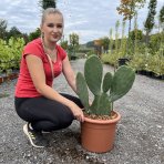 Opuncia figová (Opuntia ficus) ´INDICA´ - výška 40-60 cm, kont. C7L (-5°C)